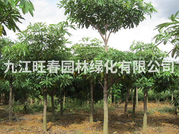 燈臺(tái)